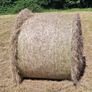hay Image 4