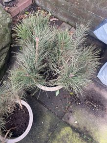 Irish Scot's Pine saplings