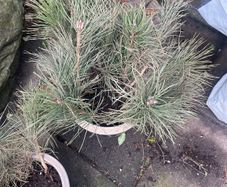 Irish Scot's Pine saplings