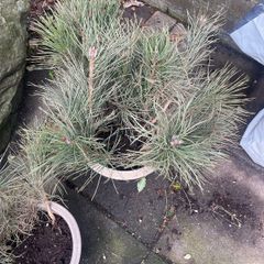 Irish Scot's Pine saplings