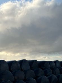 Silage