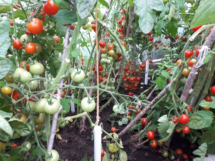 Red Cocktail Tomato "Idyll" Seeds- Lycopersicon esculentum Mill