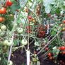 Red Cocktail Tomato "Idyll" Seeds- Lycopersicon esculentum Mill Image 3