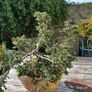 Bonsai tree Image 4