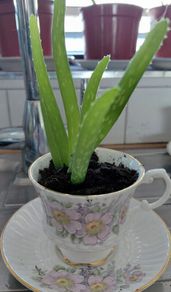 Aloe Vera in Tara fine China cup and saucer