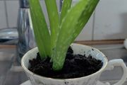 Aloe Vera in Tara fine China cup and saucer
