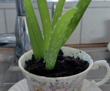 Aloe Vera in Tara fine China cup and saucer