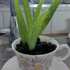 Aloe Vera in Tara fine China cup and saucer