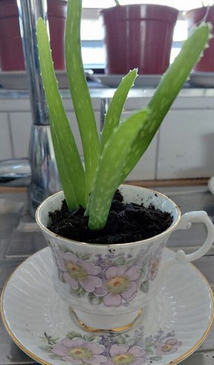 Aloe Vera in Tara fine China cup and saucer