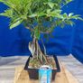 Schefflera Tree Bonsai Image 4