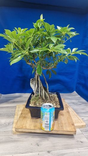 Schefflera Tree Bonsai