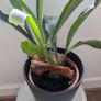 Staghorn Fern (Platycerium) - Galway - Pickup Only Image 3