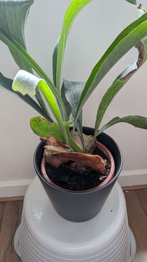 Staghorn Fern (Platycerium) - Galway - Pickup Only