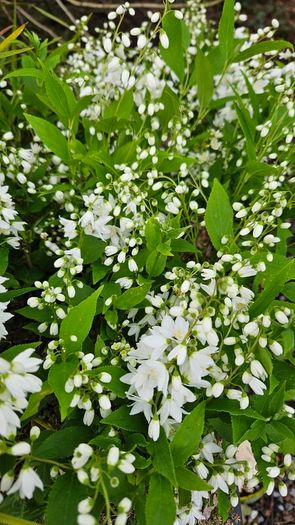 Shrubs and Garden Plants