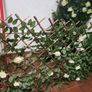Artificial trellis with flowers (white roses) Image 3