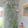 Indoor plants Image 3