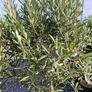 olive tree Image 3