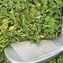 Golf Clubs Image 7