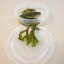 Aquaristc mosses Image 3