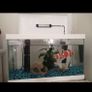 Fish tank Image 2