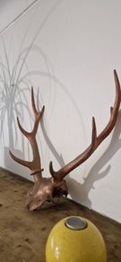 deer antler