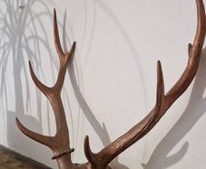 deer antler