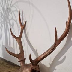 deer antler