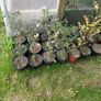 Ash trees Image 2