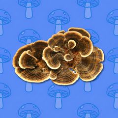 Wild Irish Turkey Tail (Trametes versicolor) Whole Dried Fruit Bodies