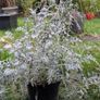 Silver Ragwort 'Dusty Miller plant Image 2