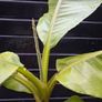"Musa Basjo " banana tree Image 8