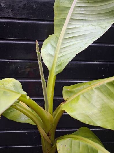 "Musa Basjo " banana tree