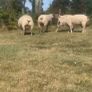 Pedigree registered Charolais rams Image 3