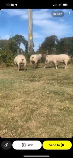 Pedigree registered Charolais rams