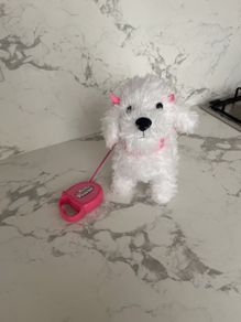 Toy Dog
