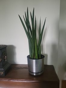 Sansevieria Cylindrica planter