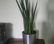 Sansevieria Cylindrica planter