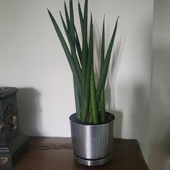 Sansevieria Cylindrica planter