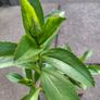 Leucanthemum (Shasta Daisy) Image 2