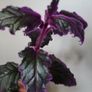GYNURA "Purple passion" House plant Image 2