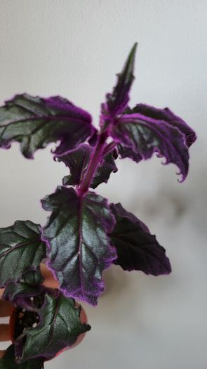 GYNURA "Purple passion" House plant