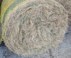 Organic Hay