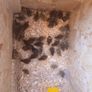 Japanese quail hatching eggs Image 7