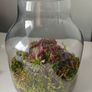 Handcrafted Irish Terrarium Trio | Unique Glass & Succulent Home Decor Image 7