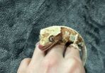 Crested gecko