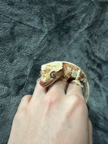 Crested gecko