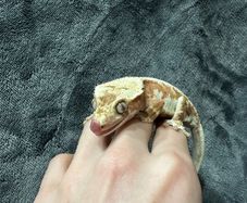 Crested gecko