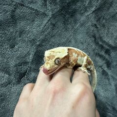Crested gecko