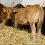 Top End Limousin Calves Image 5