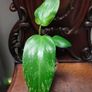 Philodendron Jose Buono Image 2